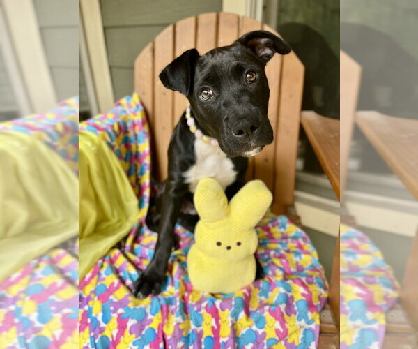 Medium Photo #7 Mutt Puppy For Sale in Imlay City, MI, USA