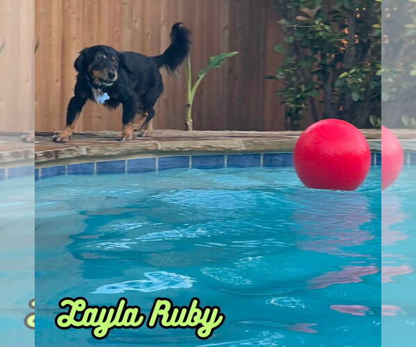 Medium Photo #4 Dachshund-Unknown Mix Puppy For Sale in San Antonio, TX, USA