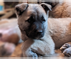 Akita-Sarplaninac (Illyrian Sheepdog ) Mix Puppy for sale in MOUNTAIN IRON, MN, USA