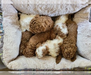 Goldendoodle (Miniature) Litter for sale in IRVINE, CA, USA