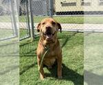 Small #1 American Pit Bull Terrier Mix