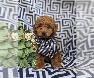 Cavapoo Puppy for sale in KIRKWOOD, PA, USA