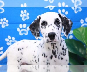 Dalmatian Puppy for sale in MARIETTA, GA, USA