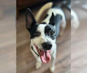 Rat Terrier-Unknown Mix Dogs for adoption in Sheboygan, WI, USA