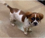 Small #1 Colonial Cocker Spaniel Mix