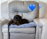 Small Photo #30 Rottweiler Puppy For Sale in NAPA, CA, USA