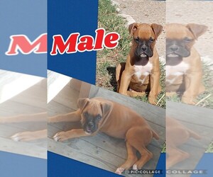 Boxer Puppy for sale in BASTROP, TX, USA