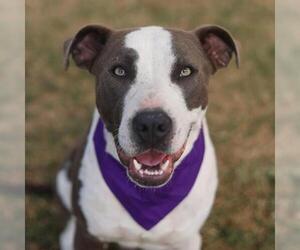 American Staffordshire Terrier-Unknown Mix Dogs for adoption in San Antonio, TX, USA
