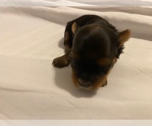 Yorkshire Terrier Puppy for sale in EASTANOLLEE, GA, USA