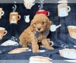 Lance - Male Cavapoo (Miniature) Puppy for Sale - Photo #3