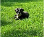 Small Photo #3 Bulldog Puppy For Sale in STOCKBRIDGE, GA, USA