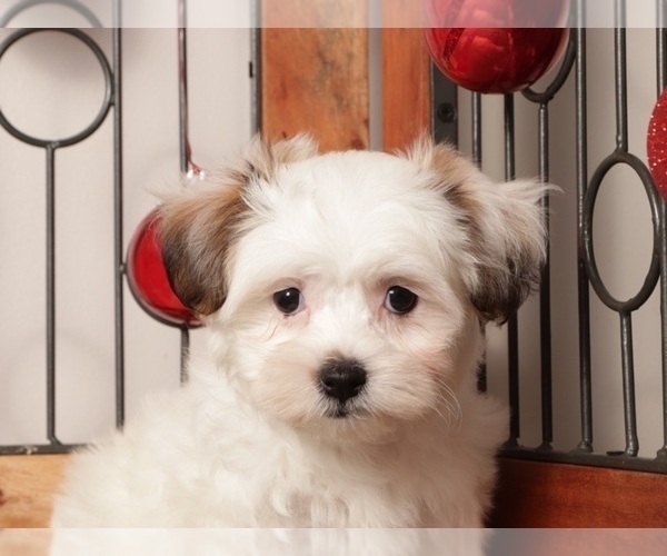 Medium Photo #4 Zuchon Puppy For Sale in NAPLES, FL, USA