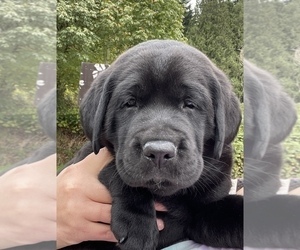 Labrador Retriever Puppy for sale in KELSO, WA, USA