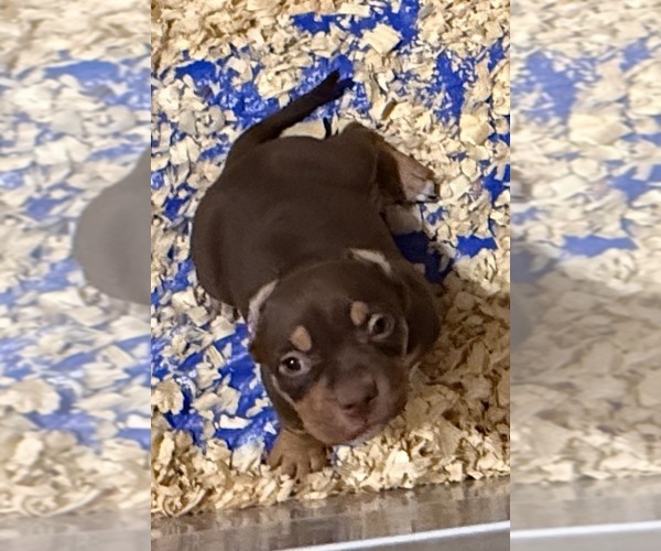 Medium Photo #1 American Bully Puppy For Sale in NEWPORT NEWS, VA, USA