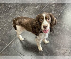 English Springer Spaniel Dogs for adoption in Denton, TX, USA