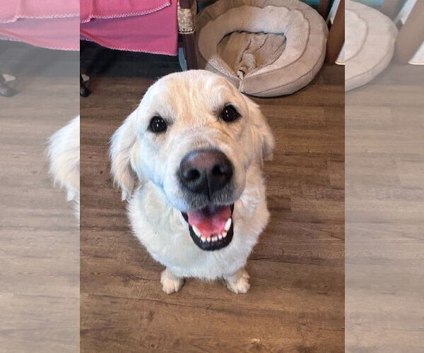 Medium Photo #4 Golden Retriever Puppy For Sale in Pacolet, SC, USA