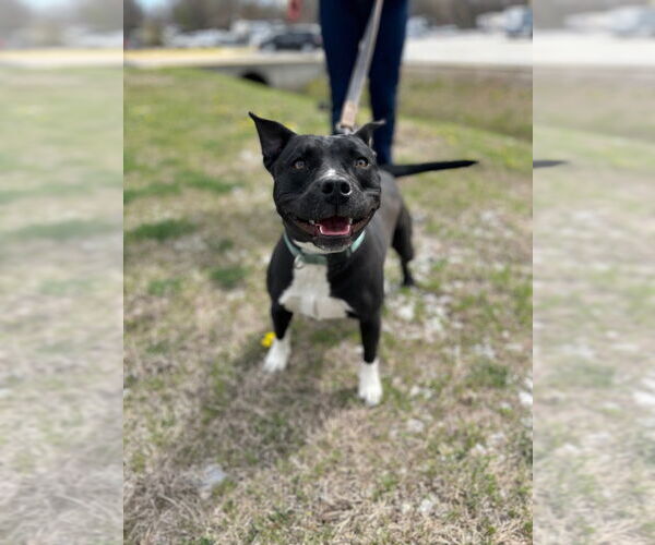 Medium Photo #2 Labrador Retriever-Unknown Mix Puppy For Sale in Claremore, OK, USA