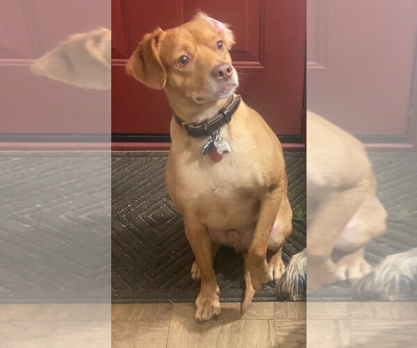 Medium Photo #6 Unknown-Vizsla Mix Puppy For Sale in Oakhurst, NJ, USA