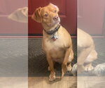 Small Photo #6 Unknown-Vizsla Mix Puppy For Sale in Oakhurst, NJ, USA