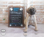 Small Photo #3 Mastiff Puppy For Sale in HEMET, CA, USA