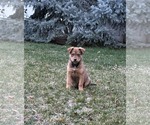 Small #3 German Shepherd Dog Mix
