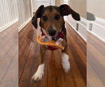 Small #6 Beagle