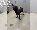 Small Labrador Retriever Mix