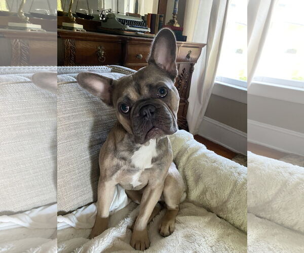 Medium Photo #1 French Bulldog Puppy For Sale in Sanford, FL, USA