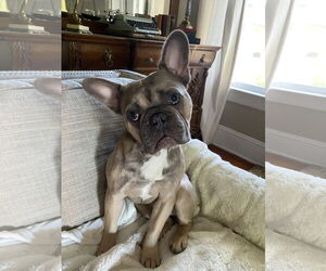 French Bulldog Dogs for adoption in Sanford, FL, USA