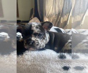 French Bulldog Puppy for sale in MAPLE GROVE, MN, USA