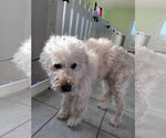Small #4 Poodle (Standard)