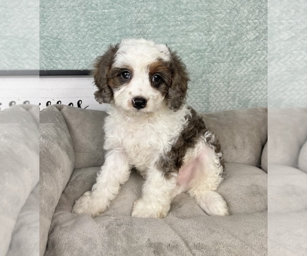 Medium Photo #5 Cavapoo Puppy For Sale in FRANKLIN, IN, USA