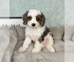 Small #4 Cavapoo
