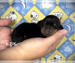 Dachshund Puppy for sale in WINNSBORO, LA, USA