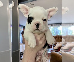Faux Frenchbo Bulldog Puppy for sale in CHARLESTOWN, IN, USA