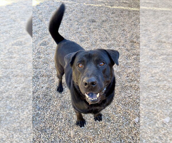 Medium Photo #9 Labrador Retriever-Unknown Mix Puppy For Sale in Brewster, NY, USA