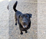 Small #8 Labrador Retriever Mix