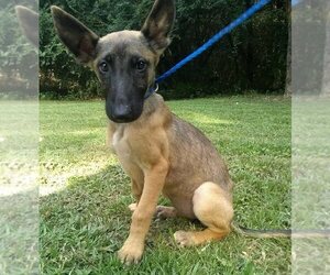 German Shepherd Dog-Malinois Mix Puppy for sale in GOOD HOPE, AL, USA
