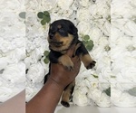 Small Photo #26 Rottweiler Puppy For Sale in FORT WORTH, TX, USA