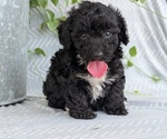 Puppy Coco Poodle (Toy)
