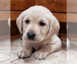 Small #14 Labrador Retriever