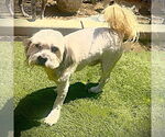 Small #6 Maltipoo
