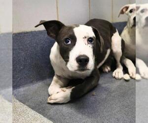 American Staffordshire Terrier-Unknown Mix Dogs for adoption in San Antonio, TX, USA