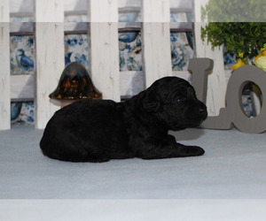 Poodle (Toy) Puppy for sale in CHANUTE, KS, USA