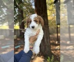 Small Photo #7 Double Doodle Puppy For Sale in ROHNERT PARK, CA, USA