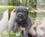 Small Photo #12 Cane Corso Puppy For Sale in DORCHESTER, SC, USA