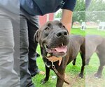 Small Labrador Retriever Mix
