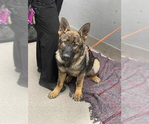 German Shepherd Dog-Unknown Mix Dogs for adoption in Las Vegas, NV, USA