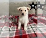 Small #4 German Shepherd Dog
