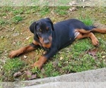 Small Photo #5 Doberman Pinscher Puppy For Sale in BEGGS, OK, USA